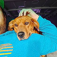 Astro joined the competition — help win amazing prizes! affection, animal, blue_sweatshirt, brown_dog, casual_clothing, close_up, comfort, companionship, dog, expression, face, hand, head, indoors, person, pet, resting, shoulder, vehicle_interior, warmth