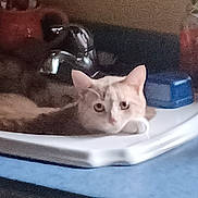 Snickers is registered to the contest to win money with this photo: animal, blurry, cat, container, countertop, domestic_cat, feline, grainy, gray_cat, household, indoor, kitchen, mug, orange_cat, pet, relaxed, resting, sink, tap, water_faucet