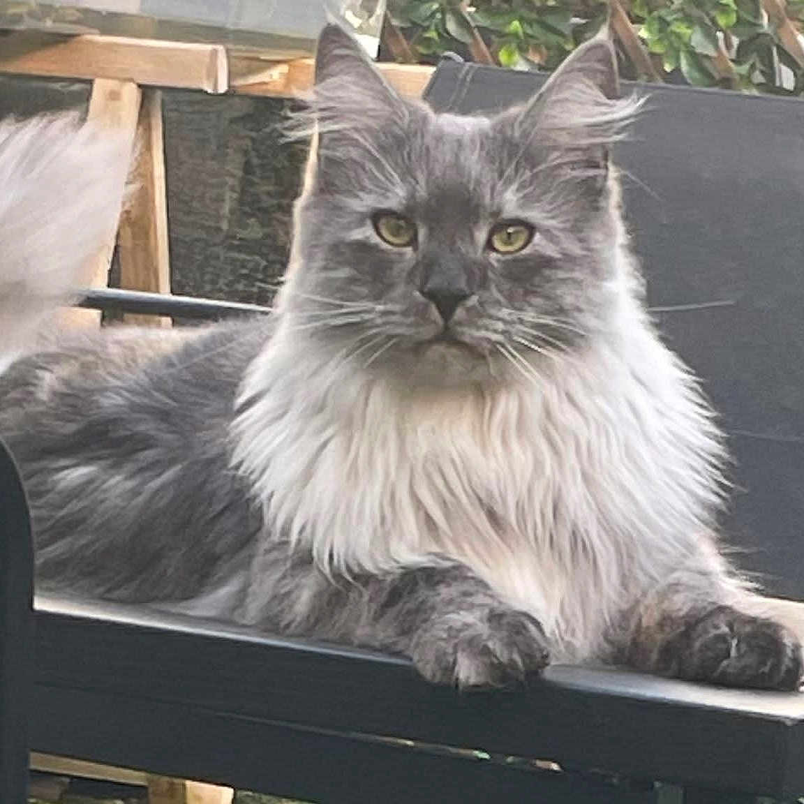 Aslan a rejoint le concours — aidez-le/la à gagner de superbes lots ! cat, fluffy, gray, white, outdoor, table, pet, animal, feline, relaxed, resting, garden, chair, nature, greenery, portrait, fur, whiskers, ears, tail