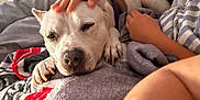 Bella joined the competition — help win amazing prizes! dog, white_dog, person, child, glasses, water_bottle, blanket, couch, indoor, petting, resting, comfort, hand, face, seated, casual, home, relaxation, family, cozy