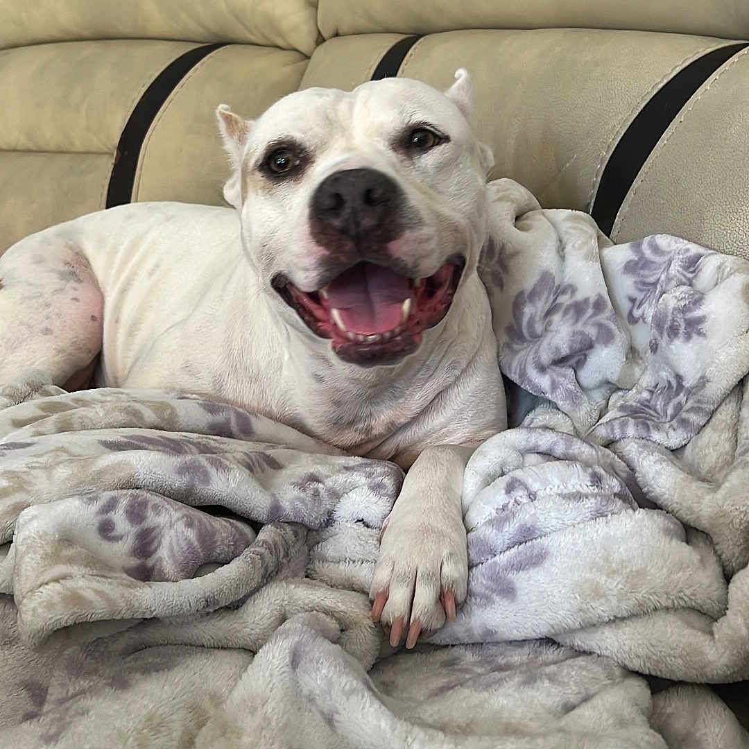 Bella is registered to the contest to win money with this photo: animal, blanket, canine, comfortable, couch, cozy, dog, domestic_animal, fur, happy, indoor, leisure, living_room, mouth_open, paw, pet, relaxed, resting, smiling, white_dog