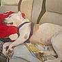 Bella joined the competition — help win amazing prizes! dog, sleeping, couch, blanket, plush_toy, resting, pet, indoor, relaxed, white_dog, brown_spots, harness, paw, snout, cozy, fur, animal, domestic_animal, comfort, home