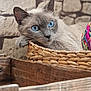 Plume a rejoint le concours — aidez-le/la à gagner de superbes lots ! animal, basket, blue_eyes, cat, close_up, cozy, crate, curious, cute, ears, feline, fur, indoor, pet, relaxed, sitting, stone_wall, whiskers, wood, yarn