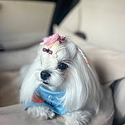Mandu joined the competition — help win amazing prizes! adorable, animal, bandana, blue, cozy, cushion, cute, dog, domestic, fluffy, hair_clips, indoor, long_hair, pet, pink, portrait, resting, seated, small_dog, white