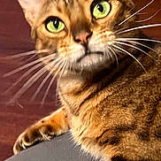 Rica joined the competition — help win amazing prizes! animal, bengal_cat, cat, close_up, ears, face, feline, fur, gray_surface, green_eyes, indoor, laying, looking, nose, paw, pet, spotted, striped, whiskers, wood_floor