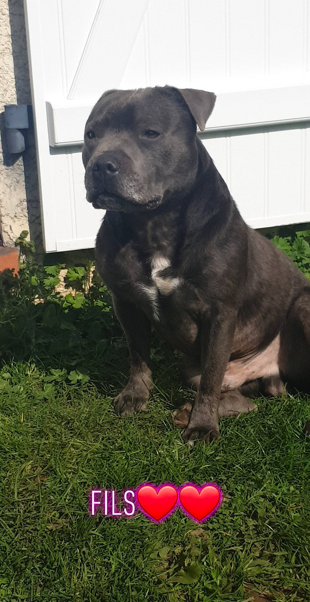 Lingot participe au concours pour gagner de l'argent avec cette photo : alaunt, american_pit_bull_terrier, american_staffordshire_terrier, bandog, cane_corso, canidae, canis_panther, carnivore, dog, dog_breed, mammal, molosser, non_sporting_group, perro_de_presa_canario, snout, staffordshire_bull_terrier, vertebrate