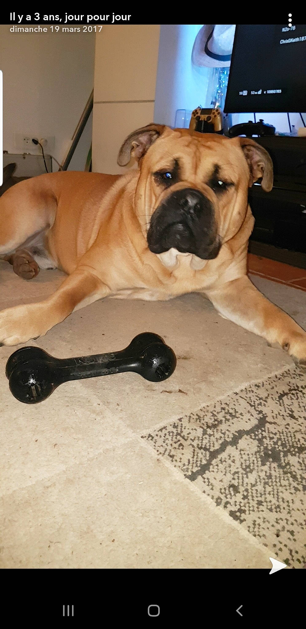 Million a rejoint le concours — aidez-le/la à gagner de superbes lots ! boerboel, bulldog, bullmastiff, canidae, carnivore, companion_dog, dog, dog_breed, fawn, mammal, molosser, non_sporting_group, ori_pei, perro_de_presa_mallorquin, snout, vertebrate