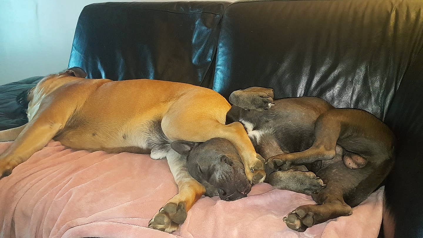 Million a rejoint le concours — aidez-le/la à gagner de superbes lots ! black_mouth_cur, boerboel, bullmastiff, canidae, carnivore, companion_dog, dog, dog_breed, fawn, guard_dog, mammal, nap, snout, sporting_group, vertebrate