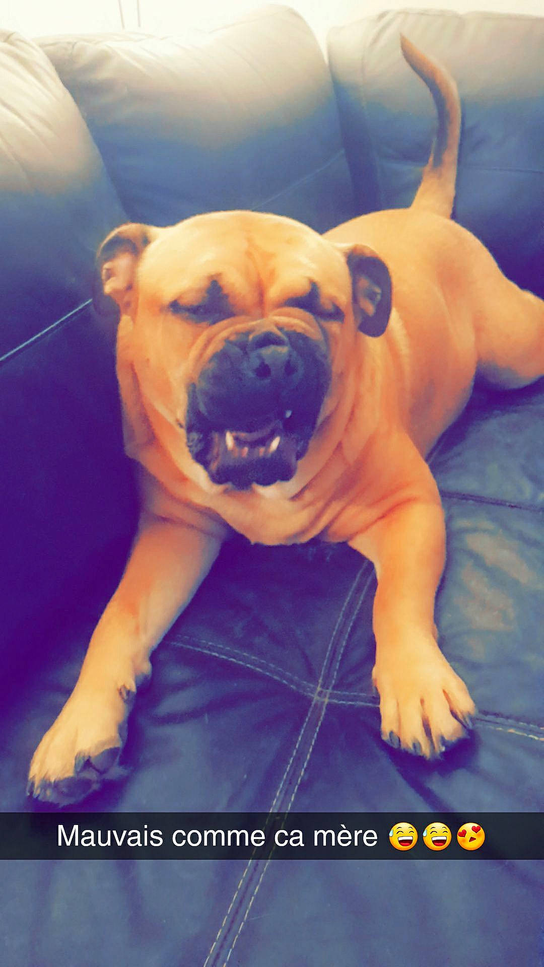 Million participe au concours pour gagner de l'argent avec cette photo : american_bulldog, american_pit_bull_terrier, bulldog, bullmastiff, canidae, carnivore, dog, dog_breed, fawn, mammal, non_sporting_group, perro_de_presa_mallorquin, photo_caption, puppy, snout, vertebrate