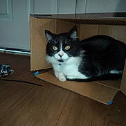 Trouble Blu joined the competition — help win amazing prizes! cat, black_and_white, tuxedo_cat, animal, pet, feline, whiskers, green_eyes, ears, paws, fur, cardboard_box, indoors, wood_floor, door, home, lying_down, sitting, portrait, curious