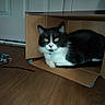 cat, black_and_white, tuxedo_cat, animal, pet, feline, whiskers, green_eyes, ears, paws, fur, cardboard_box, indoors, wood_floor, door, home, lying_down, sitting, portrait, curious