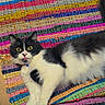 Trouble Blu joined the competition — help win amazing prizes! cat, black_and_white, longhaired, pet, feline, lying_down, lounging, golden_eyes, pink_nose, tongue, blep, striped_rug, colorful, woven_texture, wood_floor, indoor, portrait, cute, relaxed, collar