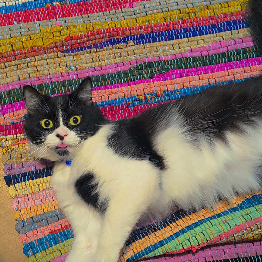 Trouble Blu joined the competition — help win amazing prizes! cat, black_and_white, longhaired, pet, feline, lying_down, lounging, golden_eyes, pink_nose, tongue, blep, striped_rug, colorful, woven_texture, wood_floor, indoor, portrait, cute, relaxed, collar