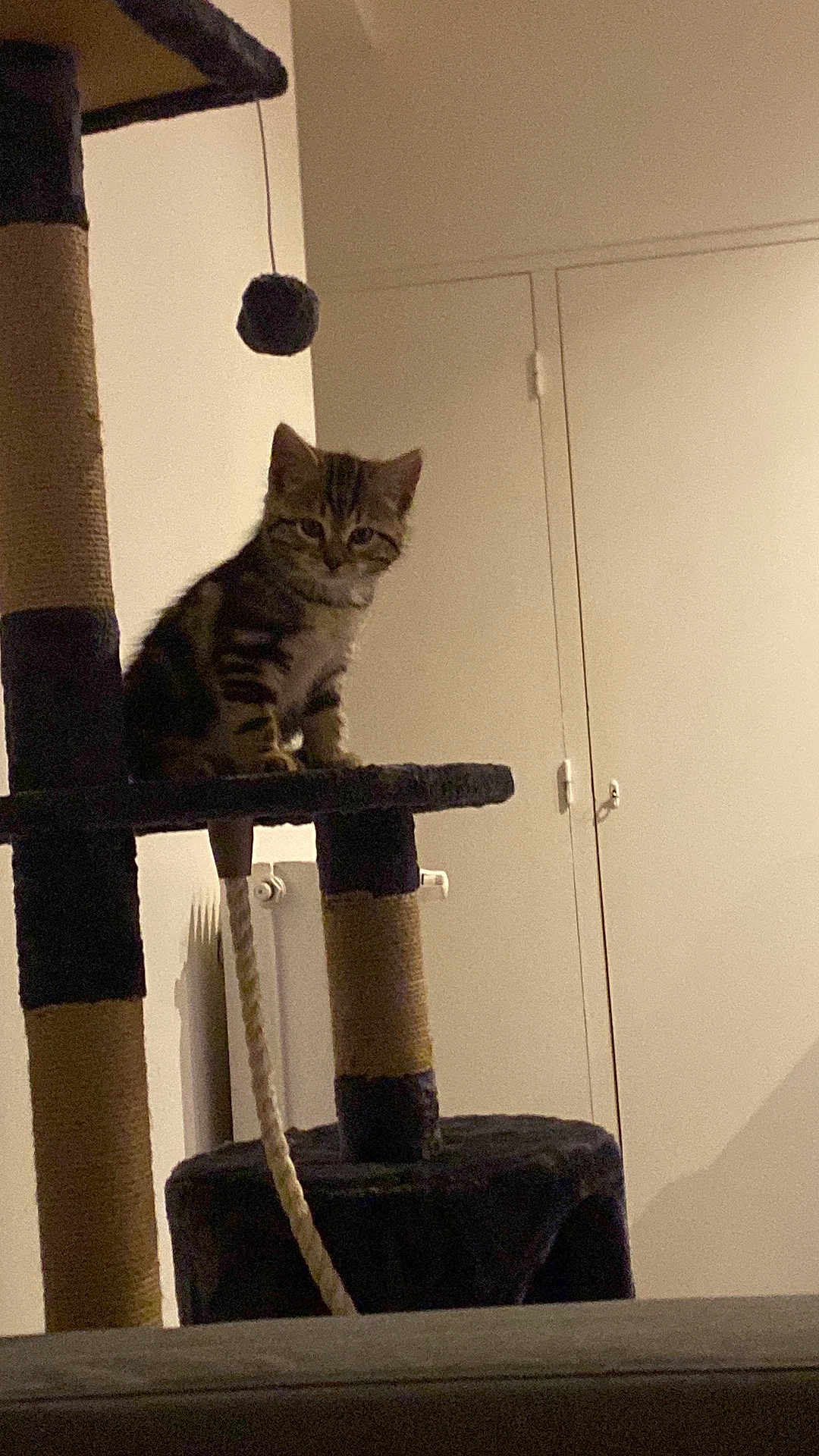 Ulysse participe au concours pour gagner de l'argent avec cette photo : abyssinian, animal, architecture, building, cat, closet, couch, cupboard, egyptiancat, furniture, hardwood, indoors, kitten, livingroom, manx, pet, plywood, room, shelf, wood