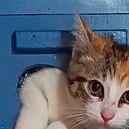 Tinkerbella is registered to the contest to win money with this photo: animal, app_icons, blue, brown, cat, close_up, curious, cute, door, feline, home_screen, indoor, kitten, orange, paw, pet, smartphone, status_bar, white, young