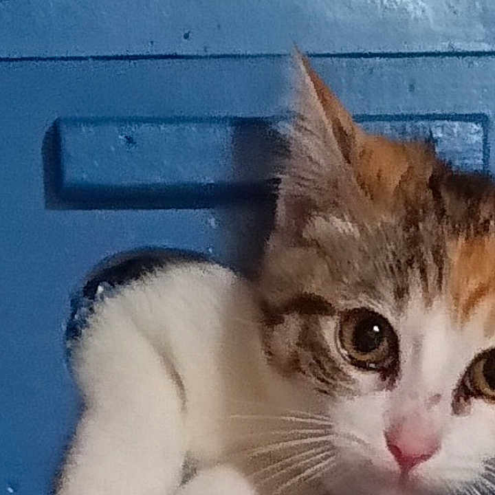 Tinkerbella is registered to the contest to win money with this photo: animal, app_icons, blue, brown, cat, close_up, curious, cute, door, feline, home_screen, indoor, kitten, orange, paw, pet, smartphone, status_bar, white, young