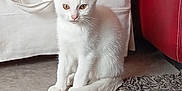 Kokoro a rejoint le concours — aidez-le/la à gagner de superbes lots ! animal, cat, cozy, curious, cute, domestic, ears, floor, furniture, home, indoor, kitten, pet, rug, sitting, soft_fur, tail, whiskers, white_cat, young