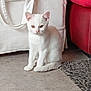 Kokoro a rejoint le concours — aidez-le/la à gagner de superbes lots ! cat, kitten, white_cat, indoor, floor, rug, furniture, curious, pet, animal, young, sitting, cozy, domestic, cute, whiskers, ears, tail, soft_fur, home