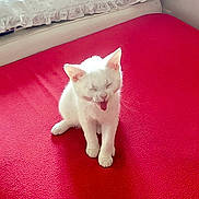 Kokoro a rejoint le concours — aidez-le/la à gagner de superbes lots ! kitten, cat, pet, white_cat, red_blanket, bed, pillow, indoor, cute, animal, feline, small, young, fur, sleepy, tongue_out, cozy, resting, domestic, cute_animal