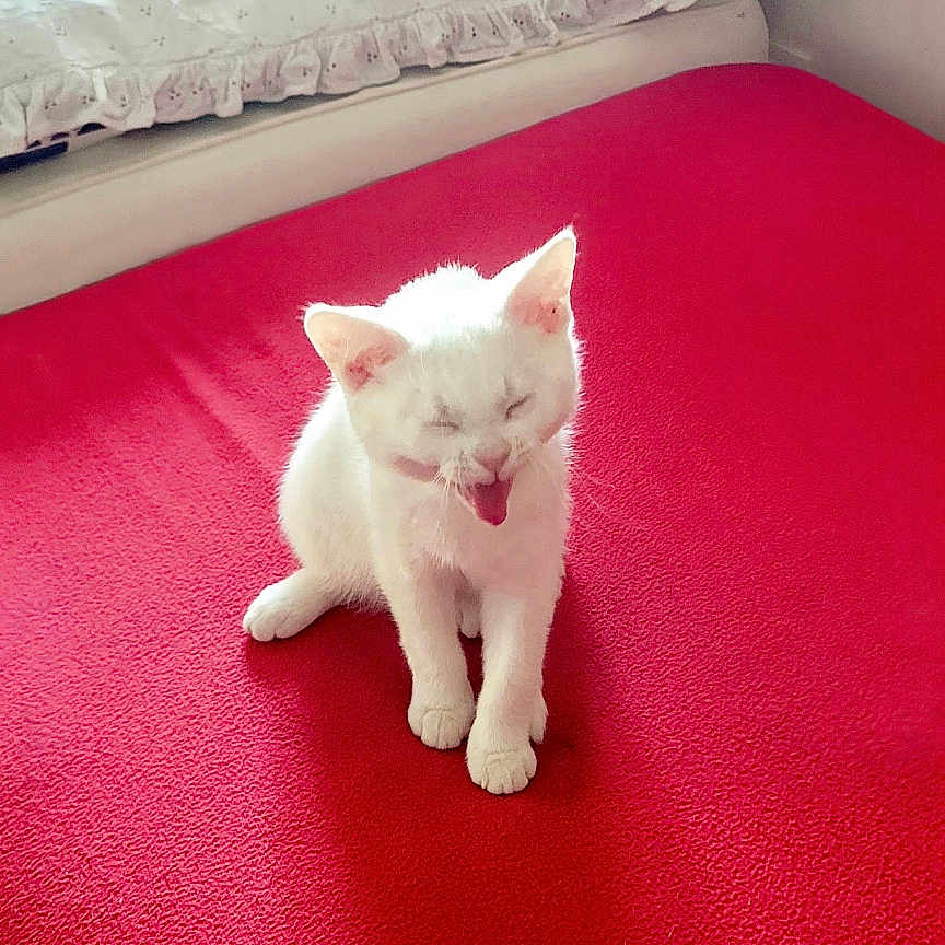 Kokoro a rejoint le concours — aidez-le/la à gagner de superbes lots ! animal, bed, cat, cozy, cute, cute_animal, domestic, feline, fur, indoor, kitten, pet, pillow, red_blanket, resting, sleepy, small, tongue_out, white_cat, young