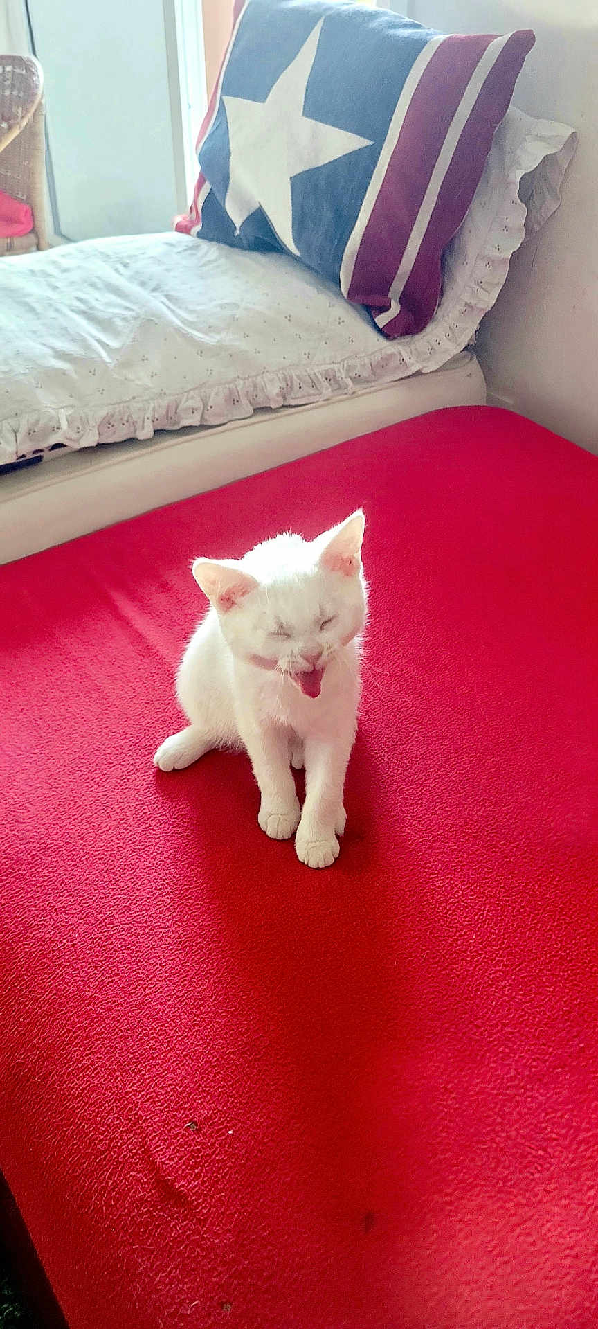 Kokoro a rejoint le concours — aidez-le/la à gagner de superbes lots ! kitten, cat, pet, white_cat, red_blanket, bed, pillow, indoor, cute, animal, feline, small, young, fur, sleepy, tongue_out, cozy, resting, domestic, cute_animal