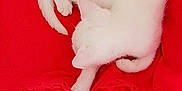 Kokoro participe au concours pour gagner de l'argent avec cette photo : kitten, white_cat, sleeping, red_blanket, basket, pet, animal, cute, cozy, fur, resting, indoor, small_cat, domestic_cat, curled_up, soft, peaceful, feline, cute_pet, relaxing