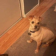Otis is registered to the contest to win money with this photo: dog, pet, indoor, carpet, floor, door, collar, small_dog, tan_dog, wood_floor, shadow, wall, home, quiet, sitting, animal, cute, domestic, calm, flooring