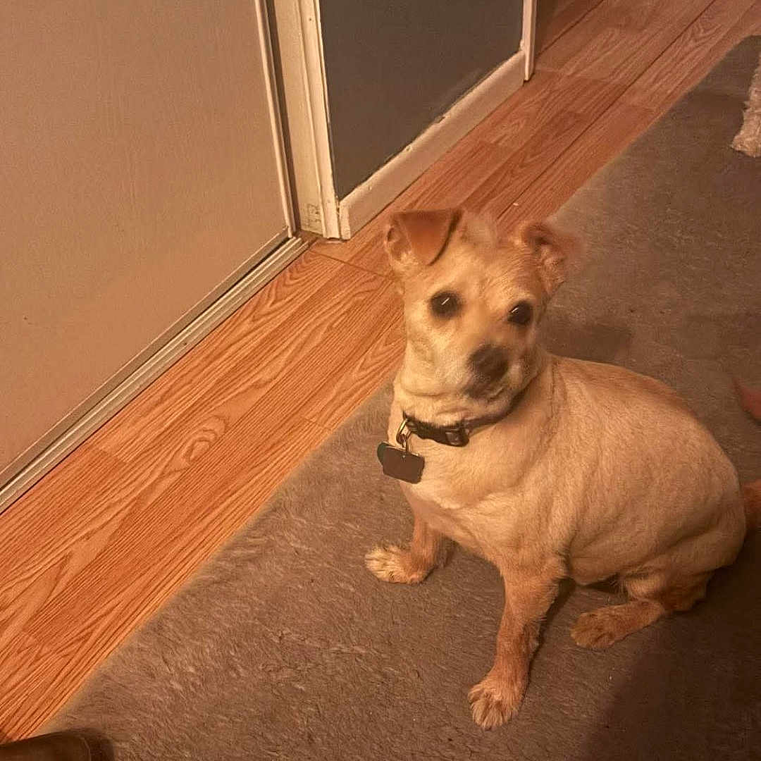 Otis
