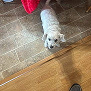 Jack is registered to the contest to win money with this photo: dog, white_dog, floor, tile_floor, wood_floor, slippers, person, plaid_pants, tablecloth, red_tablecloth, indoor, pet, looking_up, curious, small_dog, furniture_leg, shadow, home, cozy, animal