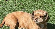 Lollipop is registered to the contest to win money with this photo: dog, grass, outdoor, sunlight, pet, animal, relaxed, small_dog, brown_dog, lying_down, nature, daylight, canine, fur, paw, muzzle, ears, backyard, shade, sunny