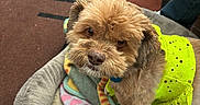Lollipop is registered to the contest to win money with this photo: blanket, brown_fur, carpet, colorful, cozy, curious, cute, dog, dress, floor, footwear, furniture, indoor, jeans, looking_up, neon_color, pattern, pet_bed, small_dog, sneakers