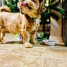 dog, pet, indoor, floor, tile, christmas_tree, decorations, bowl, licking, curly_fur, brown_dog, festive, blurred_background, playful, animal, companion, domestic, cute, holiday, home