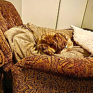 Lollipop is registered to the contest to win money with this photo: dog, brown_dog, pet, animal, indoor, armchair, blanket, pillow, cozy, furniture, resting, relaxed, cute, fluffy, living_room, home, decor, comfort, small_dog, canine