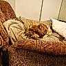 dog, brown_dog, pet, animal, indoor, armchair, blanket, pillow, cozy, furniture, resting, relaxed, cute, fluffy, living_room, home, decor, comfort, small_dog, canine