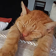 Rusty a rejoint le concours — aidez-le/la à gagner de superbes lots ! animal, cat, closeup, cozy, cute, domestic_cat, feline, fur, home, indoor, orange_cat, paws, pet, relaxed, resting, sleeping, soft_surface, stretching, tabby, whiskers