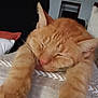 animal, cat, closeup, cozy, cute, domestic_cat, feline, fur, home, indoor, orange_cat, paws, pet, relaxed, resting, sleeping, soft_surface, stretching, tabby, whiskers