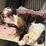 Abigail is registered to the contest to win money with this photo: cat, calico, yawning, paws, pink_pads, towel, pillow, shelf, fur, whiskers, indoor, cozy, resting, animal, pet, cute, sleepy, feline, relaxed, claws