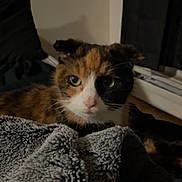 Abigail joined the competition — help win amazing prizes! cat, calico, pet, animal, feline, ears, blanket, cozy, indoor, fur, mammal, whiskers, closeup, portrait, cute, domestic, resting, soft, texture, dim_lighting