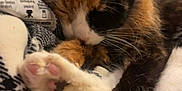 Abigail joined the competition — help win amazing prizes! cat, calico, sleeping, paws, close_up, cozy, indoor, pet, feline, fur, whiskers, resting, cute, animal, blanket, soft, domestic, relaxation, nap, pink_paw_pads
