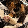 cat, calico, sleeping, paws, close_up, cozy, indoor, pet, feline, fur, whiskers, resting, cute, animal, blanket, soft, domestic, relaxation, nap, pink_paw_pads