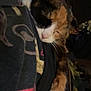 Abigail joined the competition — help win amazing prizes! cat, calico, sleeping, paw, feline, cozy, resting, indoor, animal, pet, fur, whiskers, closeup, blanket, pattern, dark, relaxed, cute, mammal, nap