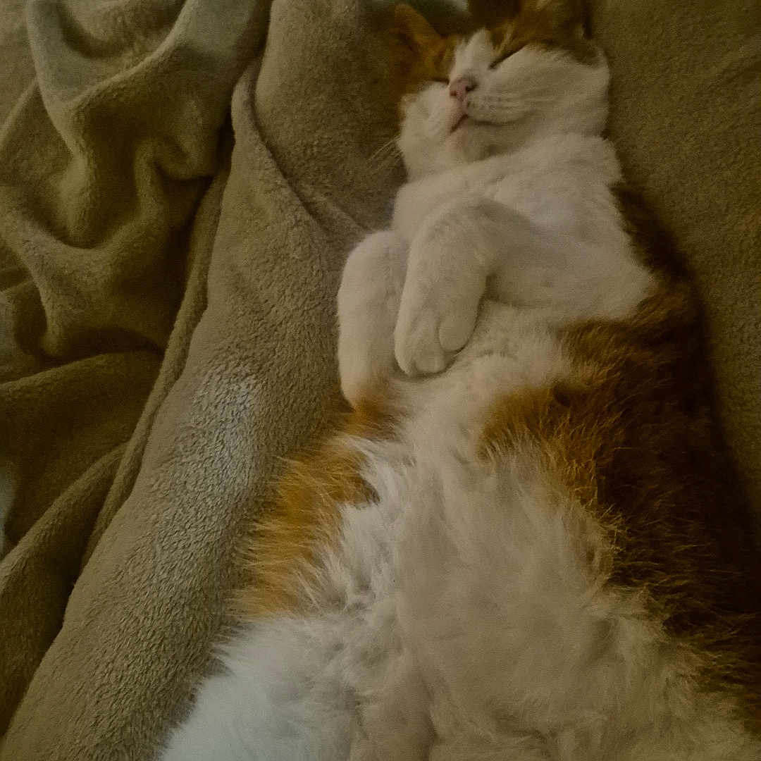 Theo is registered to the contest to win money with this photo: abyssinian, animal, armchair, baby, bed, blanket, cat, chair, couch, furniture, hardwood, homedecor, kitten, linen, manx, person, pet, quilt, sleeping, wood