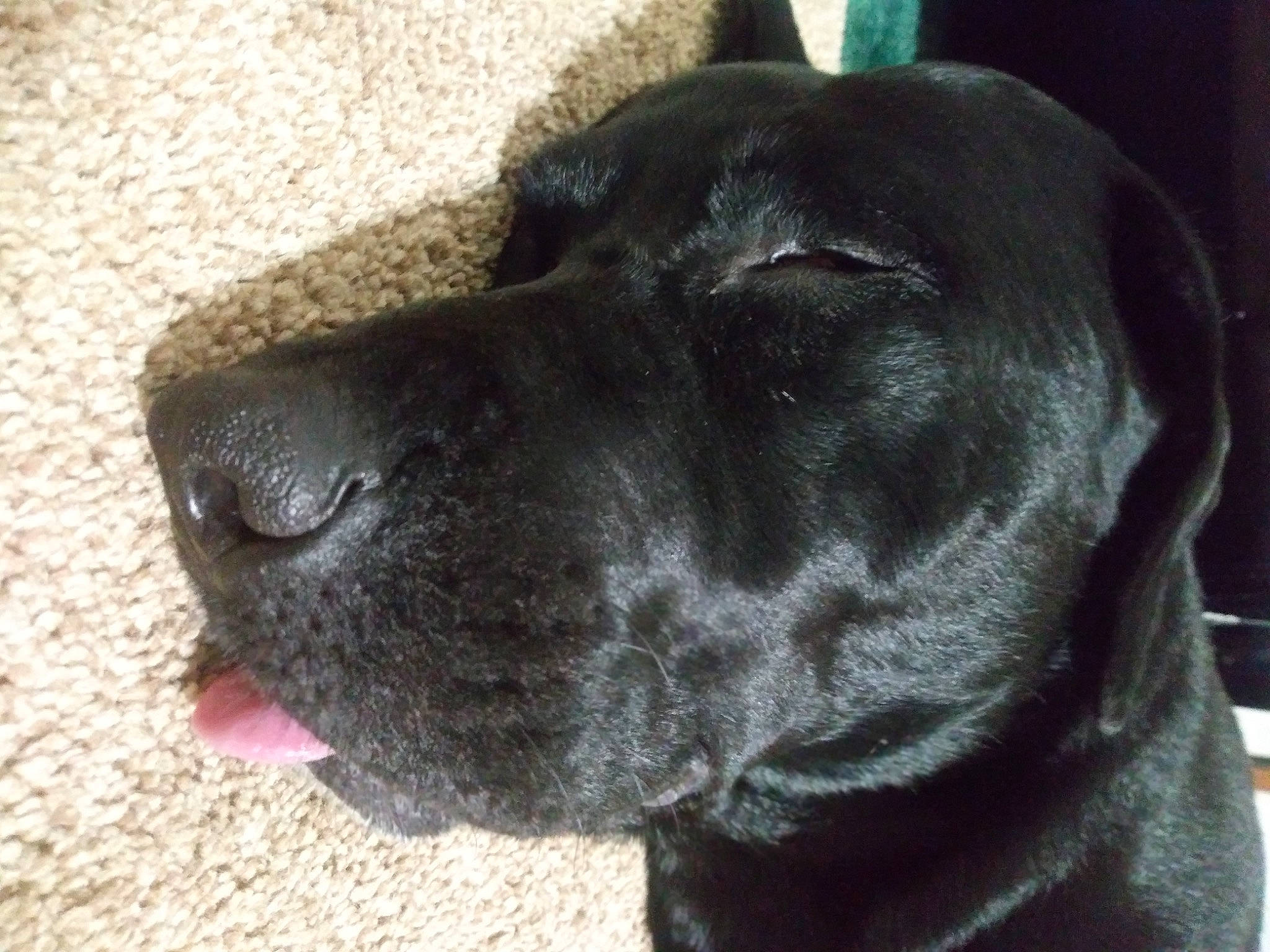 Eobard is registered to the contest to win money with this photo: borador, canidae, carnivore, collar, companion_dog, dog, dog_breed, dog_collar, fawn, fur, guard_dog, gun_dog, hunting_dog, liver, non_sporting_group, retriever, sporting_group, whiskers, working_animal, working_dog