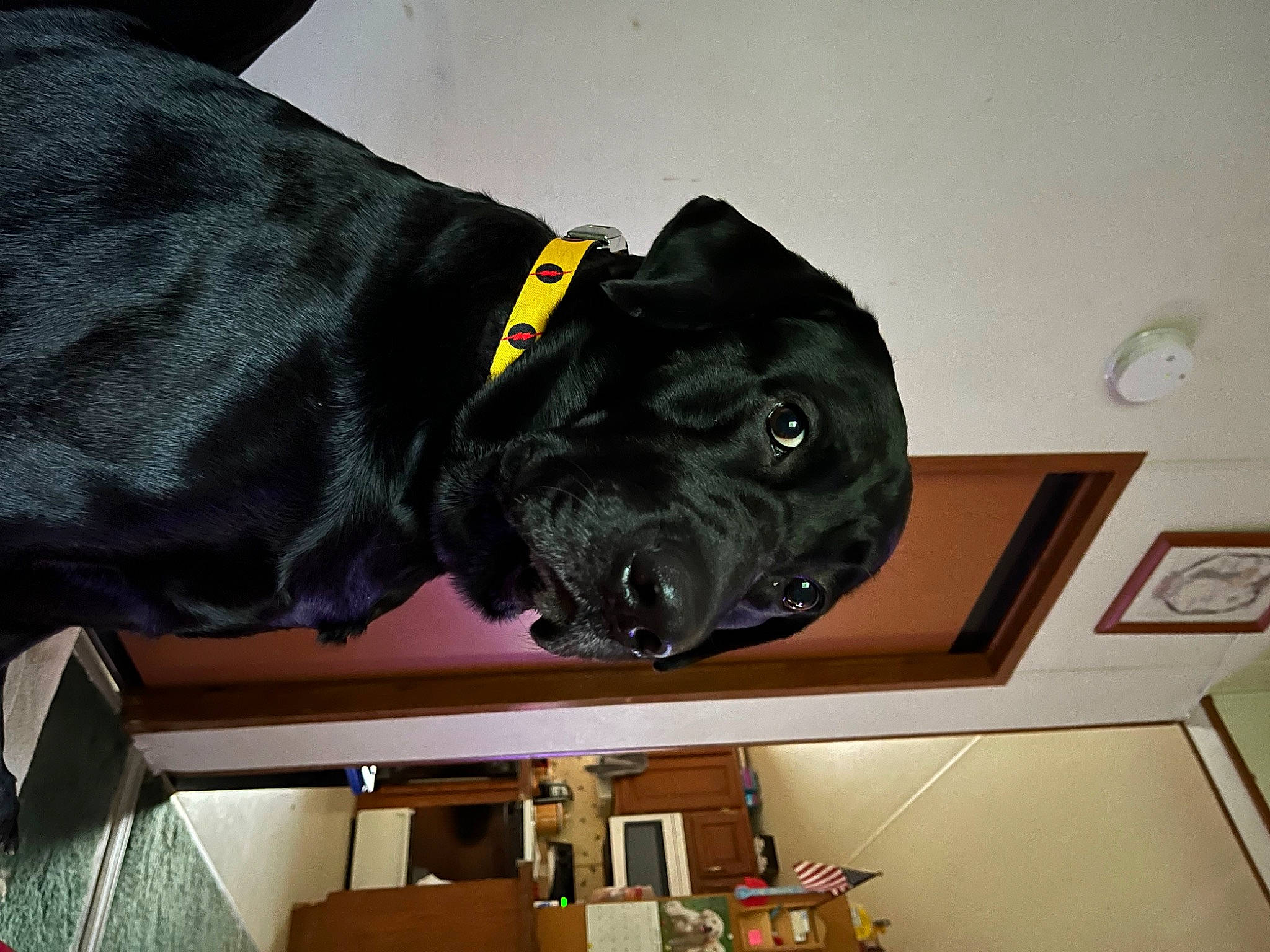 Eobard joined the competition — help win amazing prizes! bookcase, borador, canidae, carnivore, companion_dog, dog, dog_breed, dog_collar, fur, guard_dog, gun_dog, labrador_retriever, non_sporting_group, personal_protective_equipment, picture_frame, sculpture, shelf, snout, sporting_group, working_animal