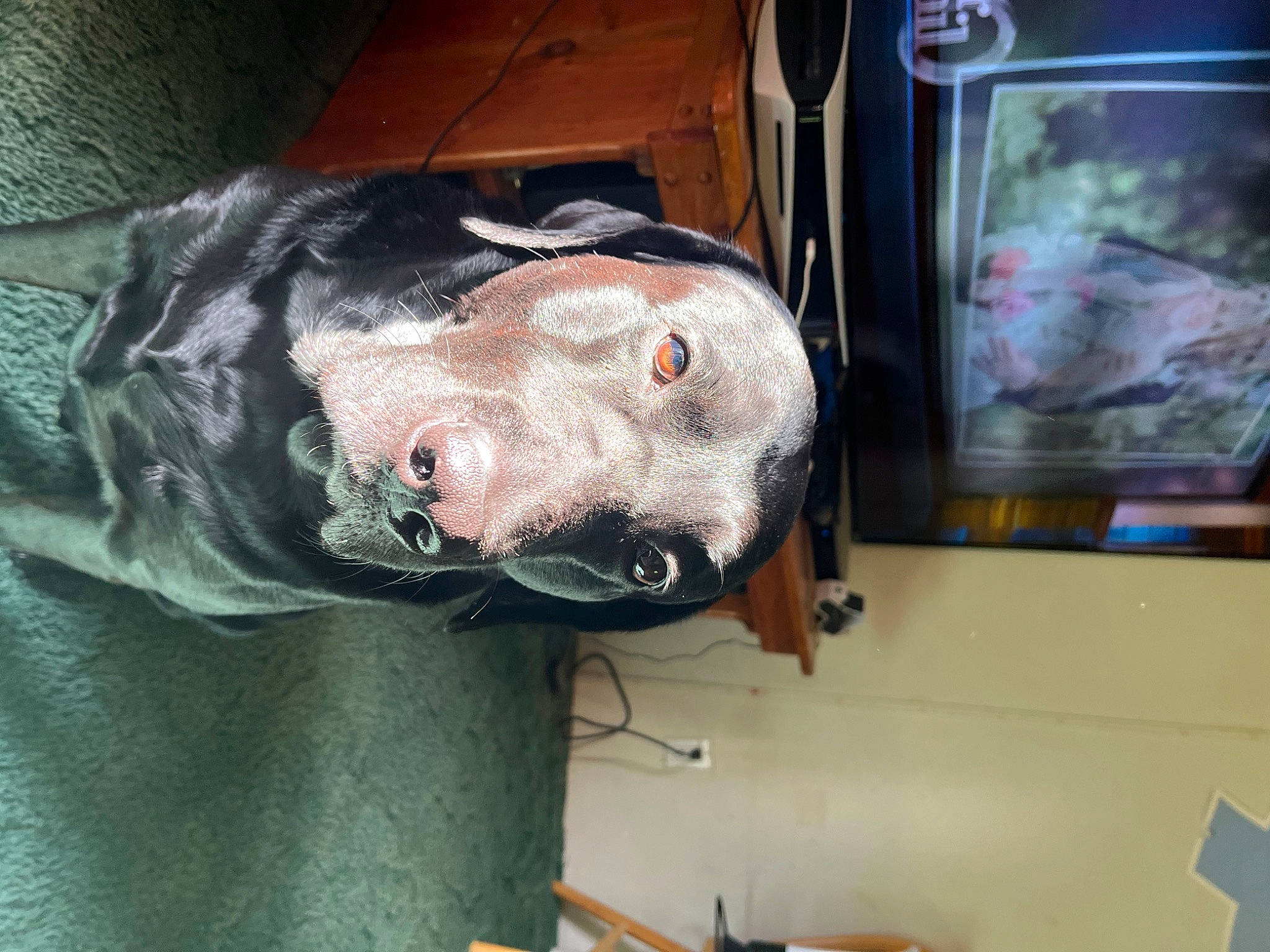 Eobard joined the competition — help win amazing prizes! canidae, carnivore, display_device, dog, dog_breed, fang, fawn, fur, helmet, jaw, non_sporting_group, personal_protective_equipment, snout, sporting_group, whiskers, working_animal