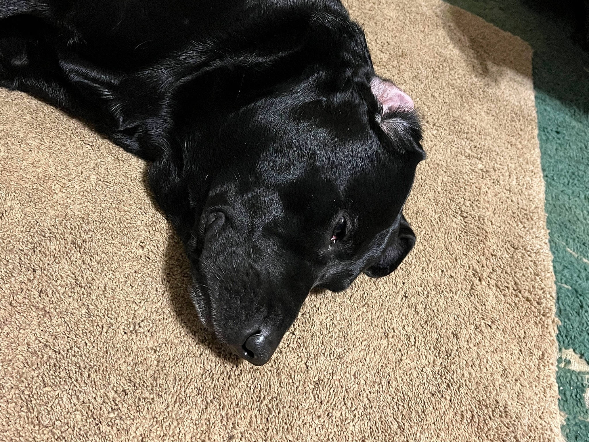 Eobard joined the competition — help win amazing prizes! borador, canidae, carnivore, companion_dog, dog, dog_breed, flooring, fur, guard_dog, non_sporting_group, road_surface, snout, sporting_group, terrestrial_animal, whiskers, working_animal