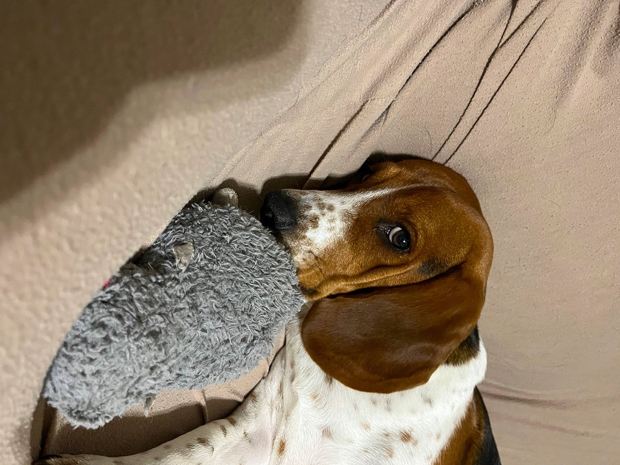 Moonshine joined the competition — help win amazing prizes! beak, bird, dog_breed, flightless_bird, fur, jaw, linens, liver, livestock, pet_supply, snout, terrestrial_animal, whiskers, wood, working_animal