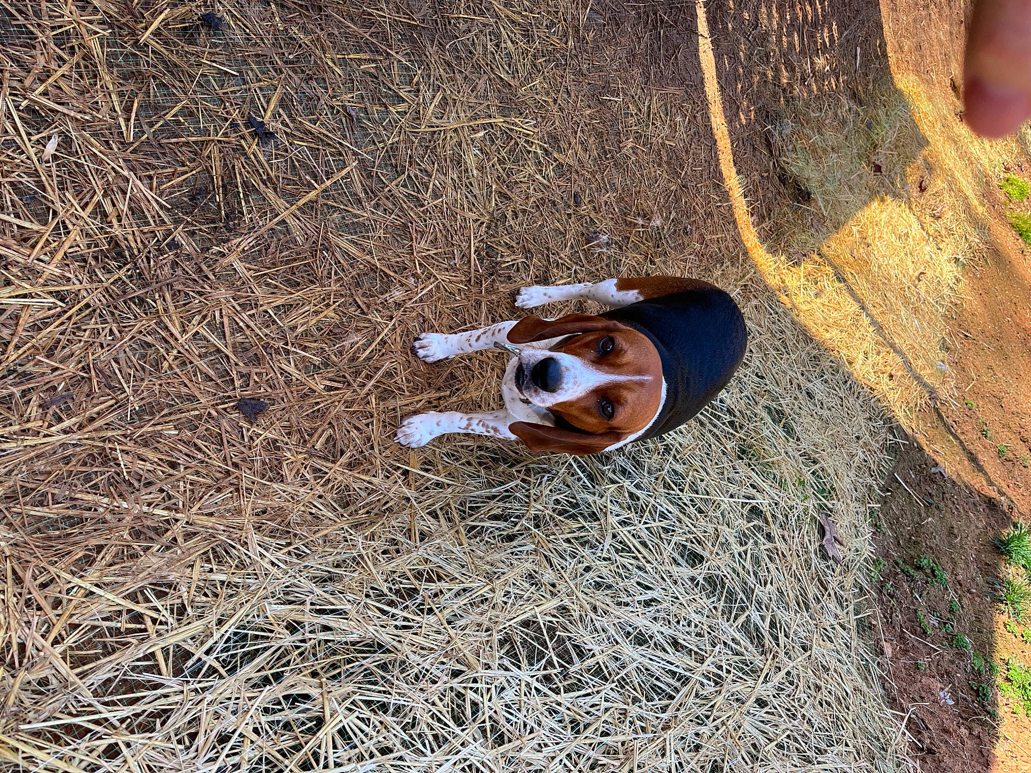 Moonshine is registered to the contest to win money with this photo: ball, carnivore, dog_breed, grass, landscape, pipe, plant, red_panda, soil, sporting_group, tail, terrestrial_animal, toy, tree, trunk, wildlife, wood