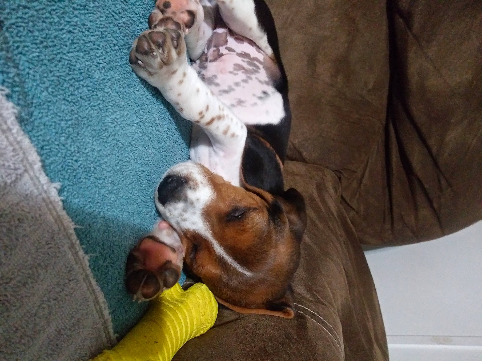 Moonshine joined the competition — help win amazing prizes! basenji, beagle, canidae, carnivore, comfort, companion_dog, dog, dog_breed, fawn, fur, hound, linens, mammal, paw, scent_hound, snout, sporting_group, vertebrate, whiskers, working_animal