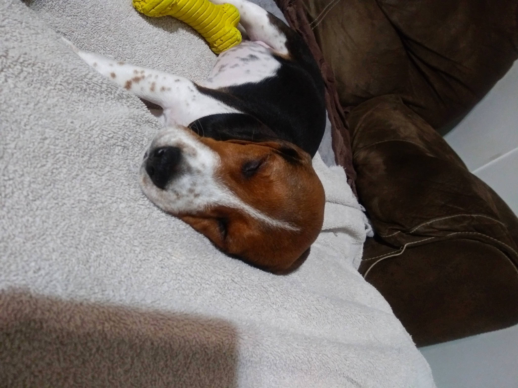 Moonshine is registered to the contest to win money with this photo: beagle_harrier, canidae, carnivore, comfort, companion_dog, couch, dog, dog_breed, fawn, fur, hound, human_leg, nap, paw, puppy, scent_hound, sporting_group, whiskers, working_animal